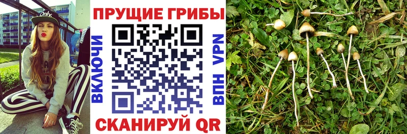 mega как зайти  наркошоп  Игра  Псилоцибиновые грибы мицелий 
